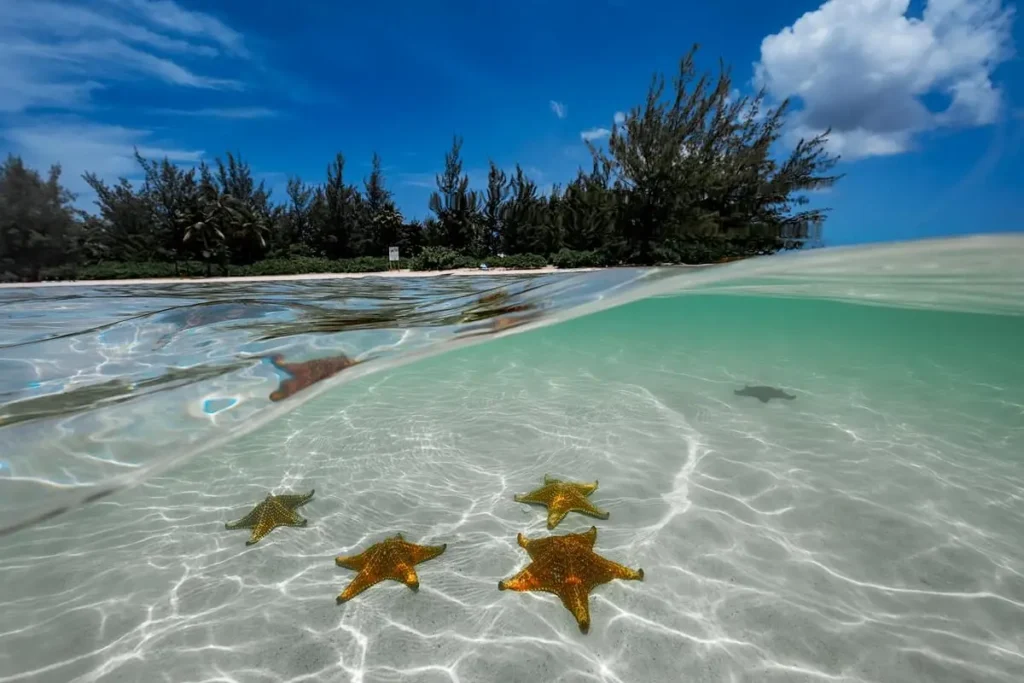 Is a Starfish Point Jet Ski Tour Worth It?